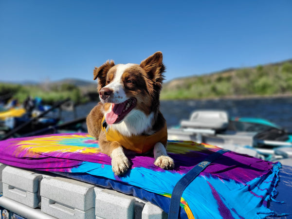 Dogs and the River Lifestyle